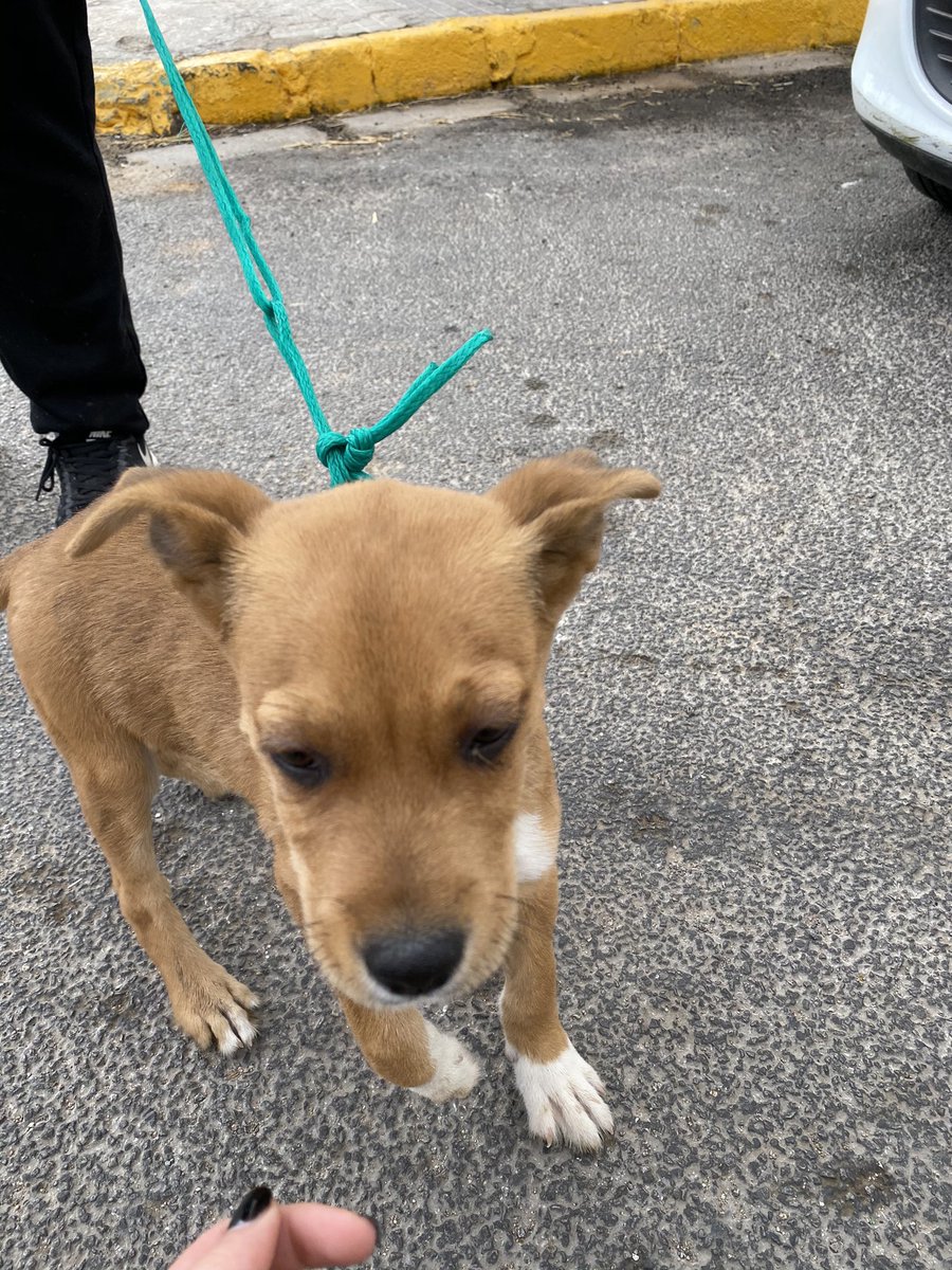 Dieguitto8's tweet photo. Me lo he encontrado en la calle abandonado, tiene 3 meses, es muy chico y muy bueno, necesitamos urgente adopción, alguien de verdad que se haga cargo de el (macho) mas información por privado, no cuesta nada dar un RT para difundir gracias https://t.co/E3K3k22wrk
