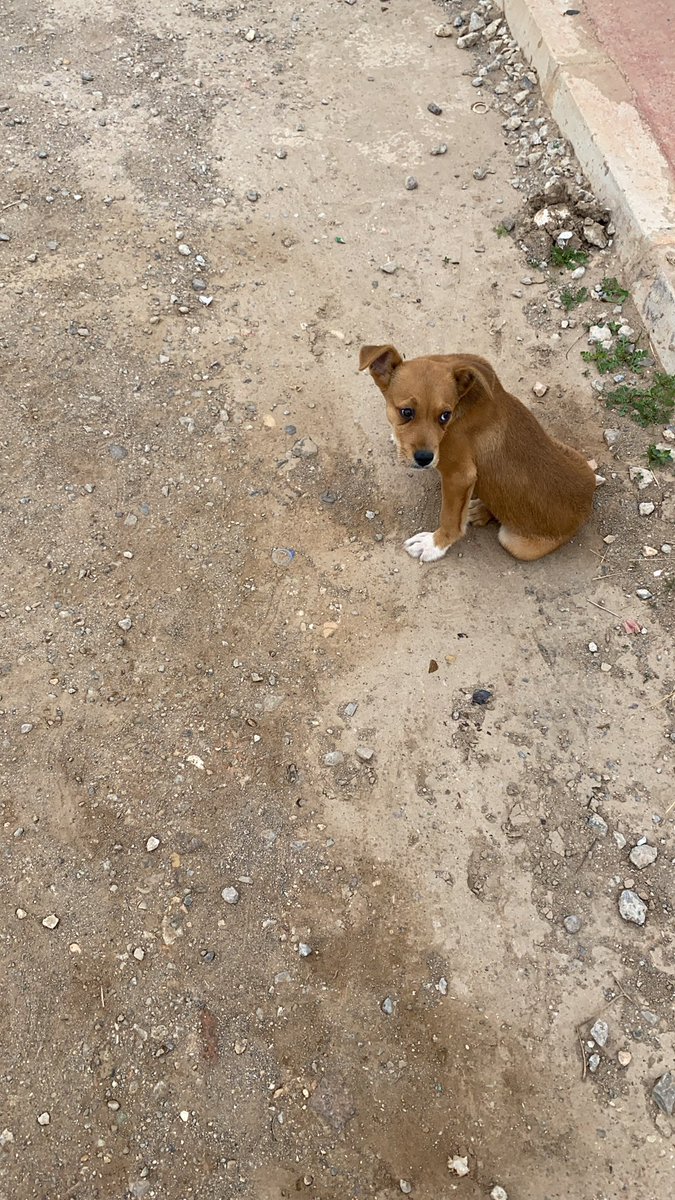 Dieguitto8's tweet photo. Me lo he encontrado en la calle abandonado, tiene 3 meses, es muy chico y muy bueno, necesitamos urgente adopción, alguien de verdad que se haga cargo de el (macho) mas información por privado, no cuesta nada dar un RT para difundir gracias https://t.co/E3K3k22wrk