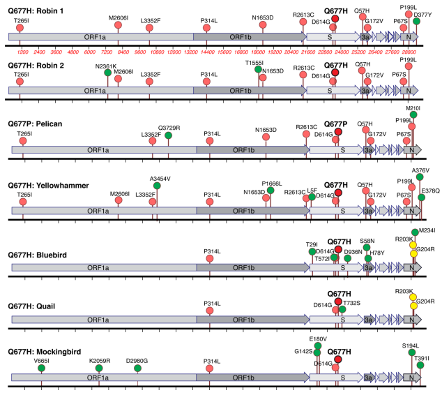  @macroliter made this absolutely stunning figure that shows all the mutations we see in each of the lineagesNote that as shown in the previous tweet, the Robins, Pelican & Yellowhammer stem from 20G so share many mutations by virtue of a common ancestor.6/17