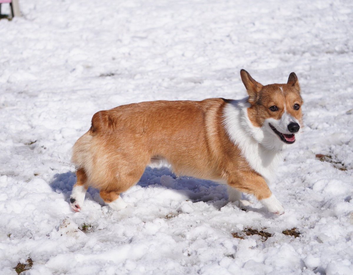 ぽてち 笑いすぎ犬 順調に胴伸びてる 7ヶ月あたりからの伸びしろがすごかった気がする 5ヶ月 10ヶ月 コーギー いぬのいる暮らし ぽてち 笑いすぎ犬 順調に胴伸びてる 7ヶ月あたりからの伸びしろがすごかった気がする 5ヶ月 10ヶ月 コーギー いぬのいる暮らし