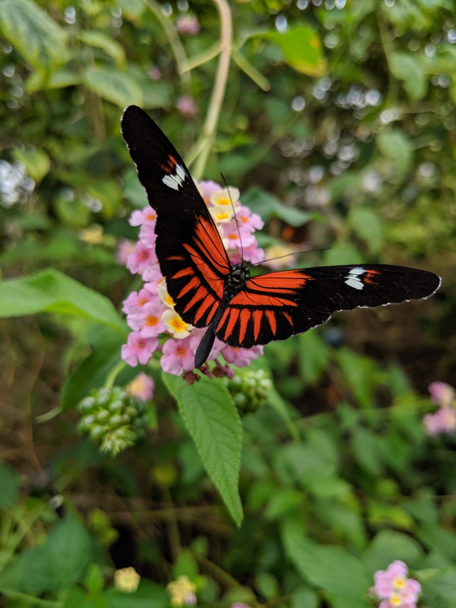 We have perhaps realised that life is more fragile than we thought. But there is a beauty and freedom in that. #wings #butterfly #fragile #free #anewway