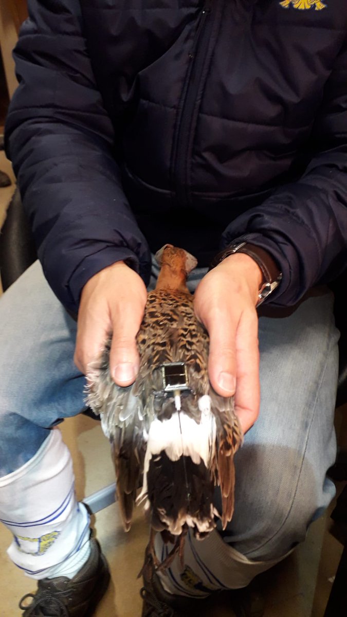 In the Tagus estuary <a href="/eco_flyway/">Eco Flyway</a> members working hard catching &amp; tagging bt-godwits to determine local movements &amp; int. connectivity! @CESAM_Univ
<a href="/GlobalFlyway/">Global Flyway Network</a> <a href="/HQXSCN/">Global Messenger</a>
 Efforts mirrored in Extremadura by coleagues <a href="/infouex/">UEx</a>
#biodiversity #conservation #ornithilogy #migration