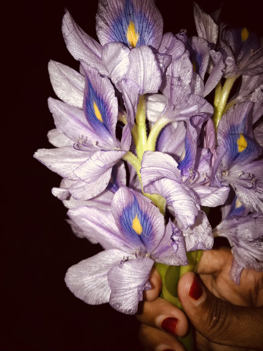 dilsath92's tweet image. #River #Hyacinth #Sri_Lanka #Irakamam #Family #Dinner @Moon yard #Phone #Photography #Sunday #vibes