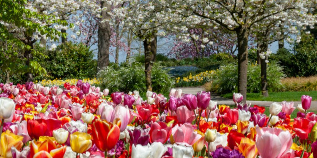 Did you know:
There are over 150 species of tulips with over 3,000 different varieties. 

#WorldLoveFlowers #tulips #tuliplove #LoveFlowers #blumenliebe