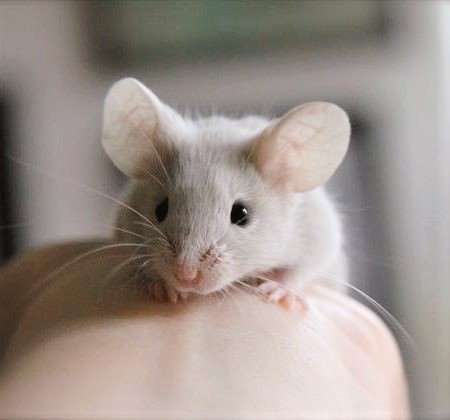 Мышь прикол. Дай мышь. Дай мышь. Мышонок дамбо. Дай мышь.