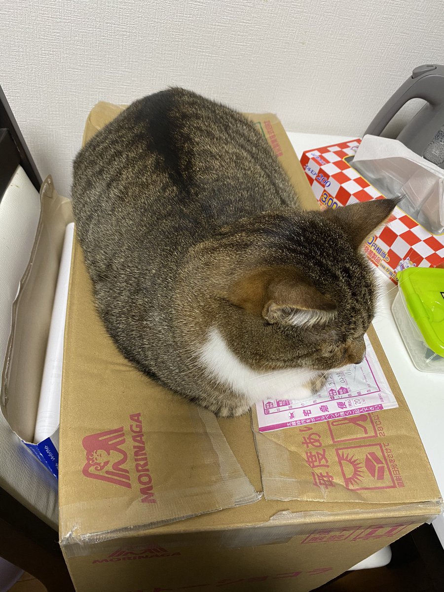 猫さんがおててを開いて人間の指をぎゅむっと握ってくれる 握手会 のご様子 我が家で主に昼過ぎに開催されてる Togetter