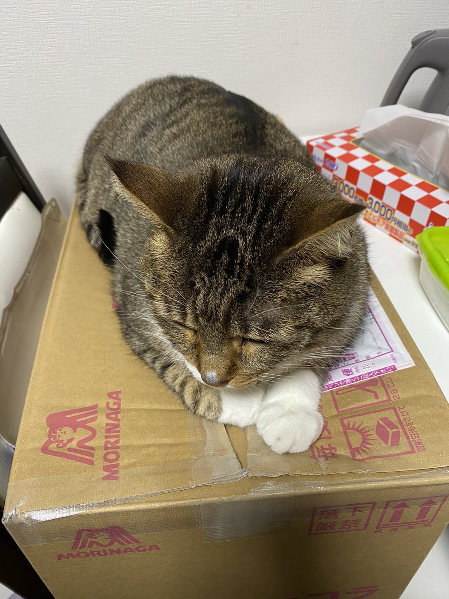 猫さんがおててを開いて人間の指をぎゅむっと握ってくれる 握手会 のご様子 我が家で主に昼過ぎに開催されてる Togetter
