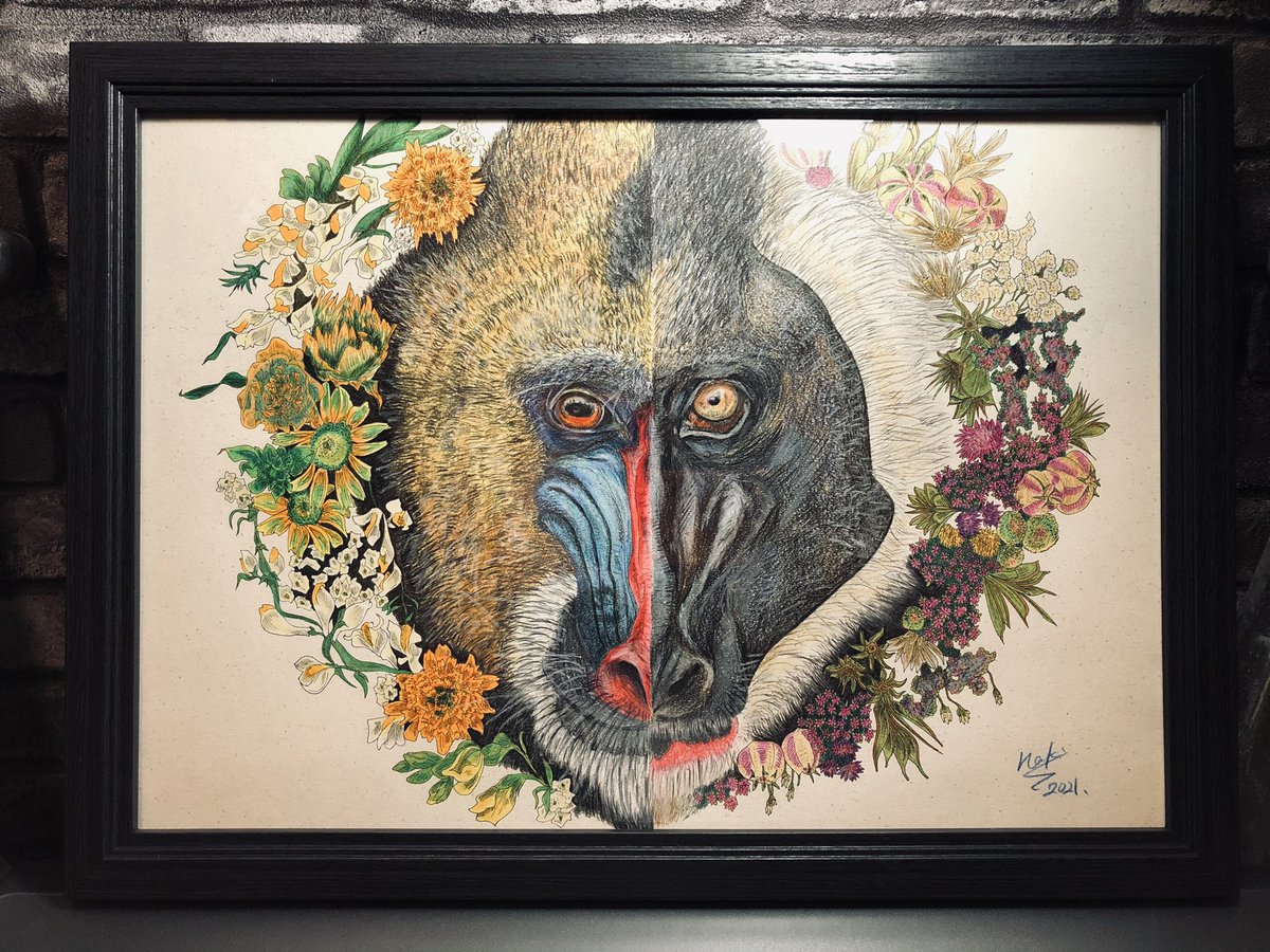 マンドリル のイラスト マンガ作品 52 件 Twoucan