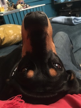 smurphysi's tweet photo. @anonymouspaul07 my dog... https://t.co/wJbsVDExDv