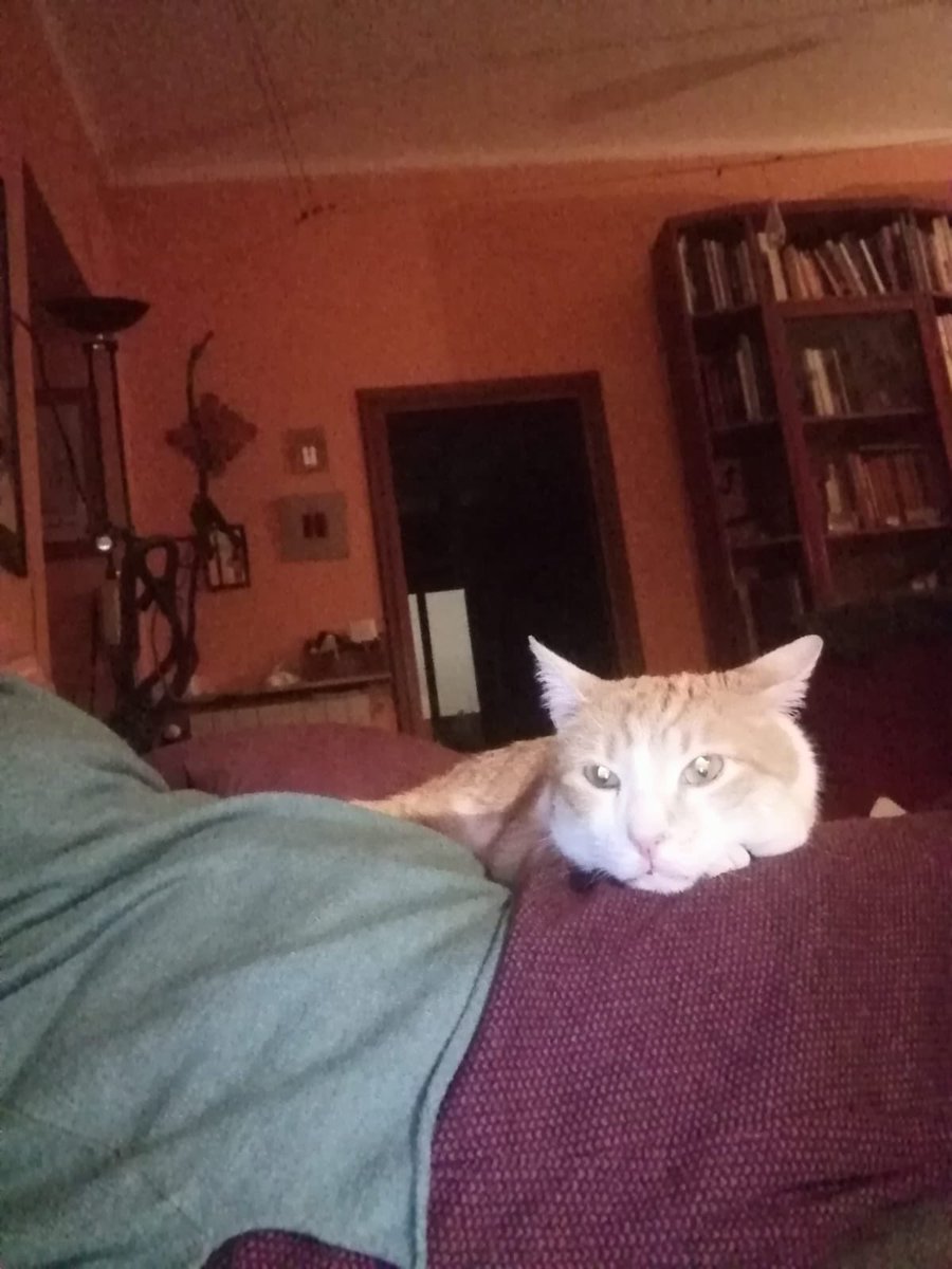 Serena01403585's tweet photo. QUESTE SI CHE SONO GIOIE ‼️ Red adesso Spritz, micio fiv positivo è adulto..ha trovato dopo un anno e mezzo la sua famiglia per la vita..  Diffondete affinché altri adulti fiv positivi possano avere la stessa fortuna ❤️ https://t.co/Ac6SbgXnFc
