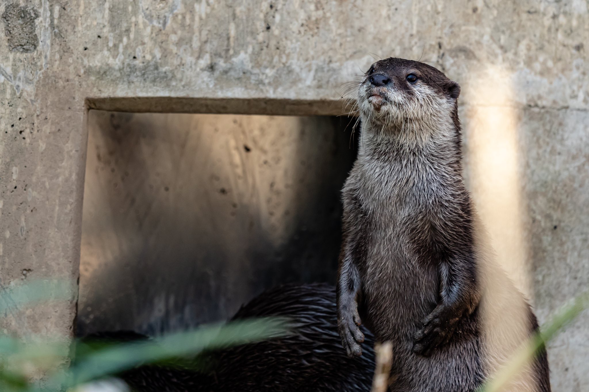 Sk これがカワウソの仁王立ちです Eos 1dx Mark2 Ef500mm F4 L Is Usm ファインダー越しの私の世界 写真好きな人と繫がりたい カメラ好きな人と繋がりたい 動物 コツメカワウソ 千葉市動物公園 T Co Vjpbs0ppfd Twitter Sk これがカワウソの仁王立ちです Eos 1dx Mark2 Ef500mm F4 L Is Usm ファインダー越しの私の世界 写真好きな人と繫がりたい カメラ好きな人と繋がりたい 動物 コツメカワウソ 千葉市動物公園 T Co Vjpbs0ppfd Twitter
