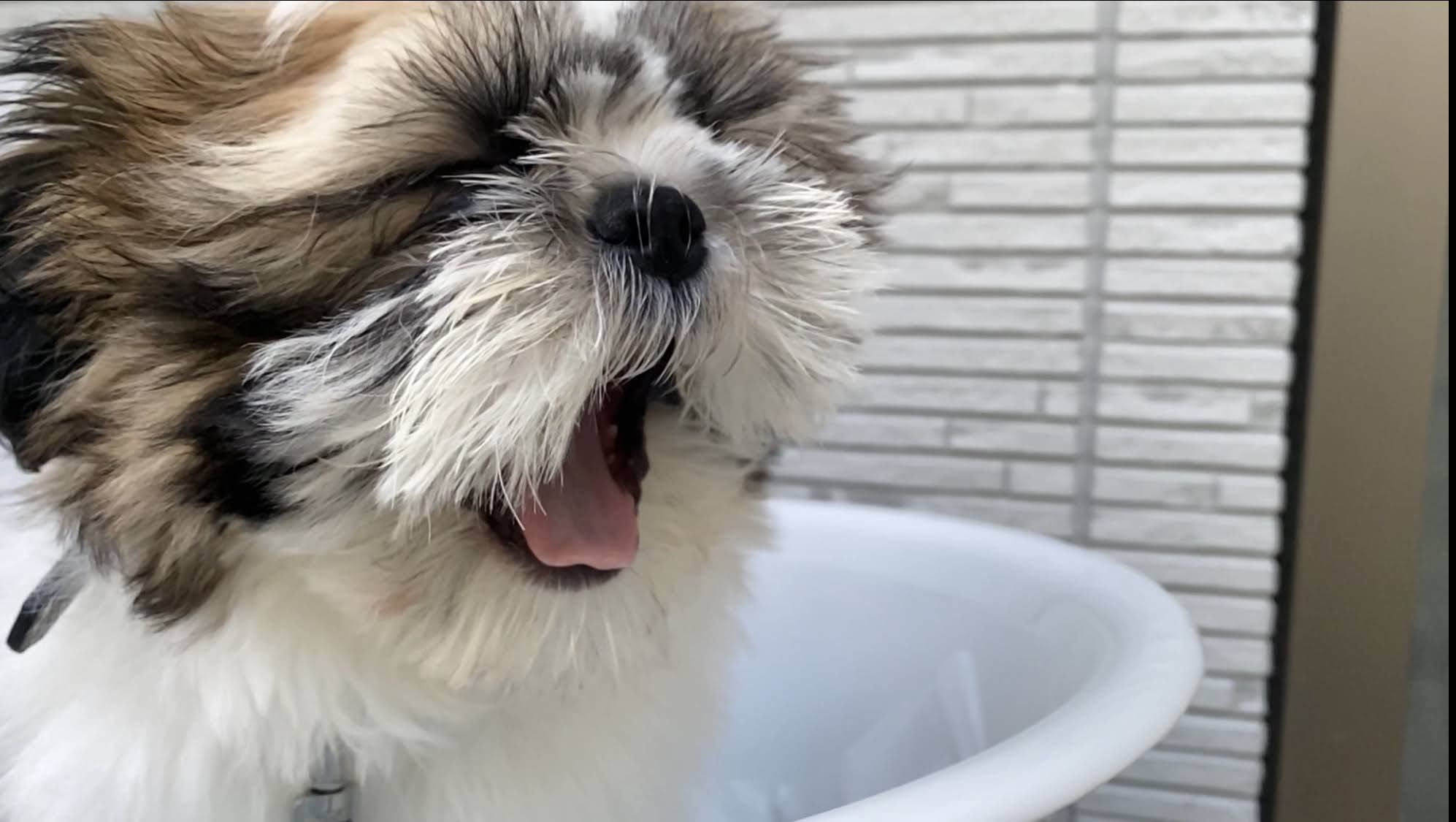 توییتر 大きめシーズーたぬきち در توییتر 雨の日は眠いよね たぬのあくびショット いぬすたぐらむ 犬好きな人と繋がりたい シーズー好きな人と繋がりたい T Co Xkyiv3aida