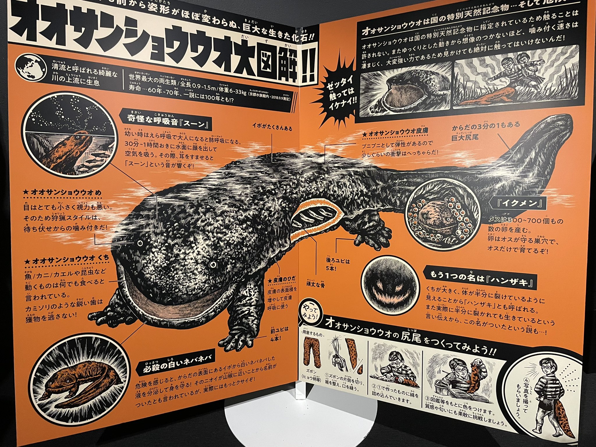 京都水族館のオオサンショウウオブースが凄い!ファン層をがっちり掴むデザインに見惚れる! - EuQmpqNVoAkixJI