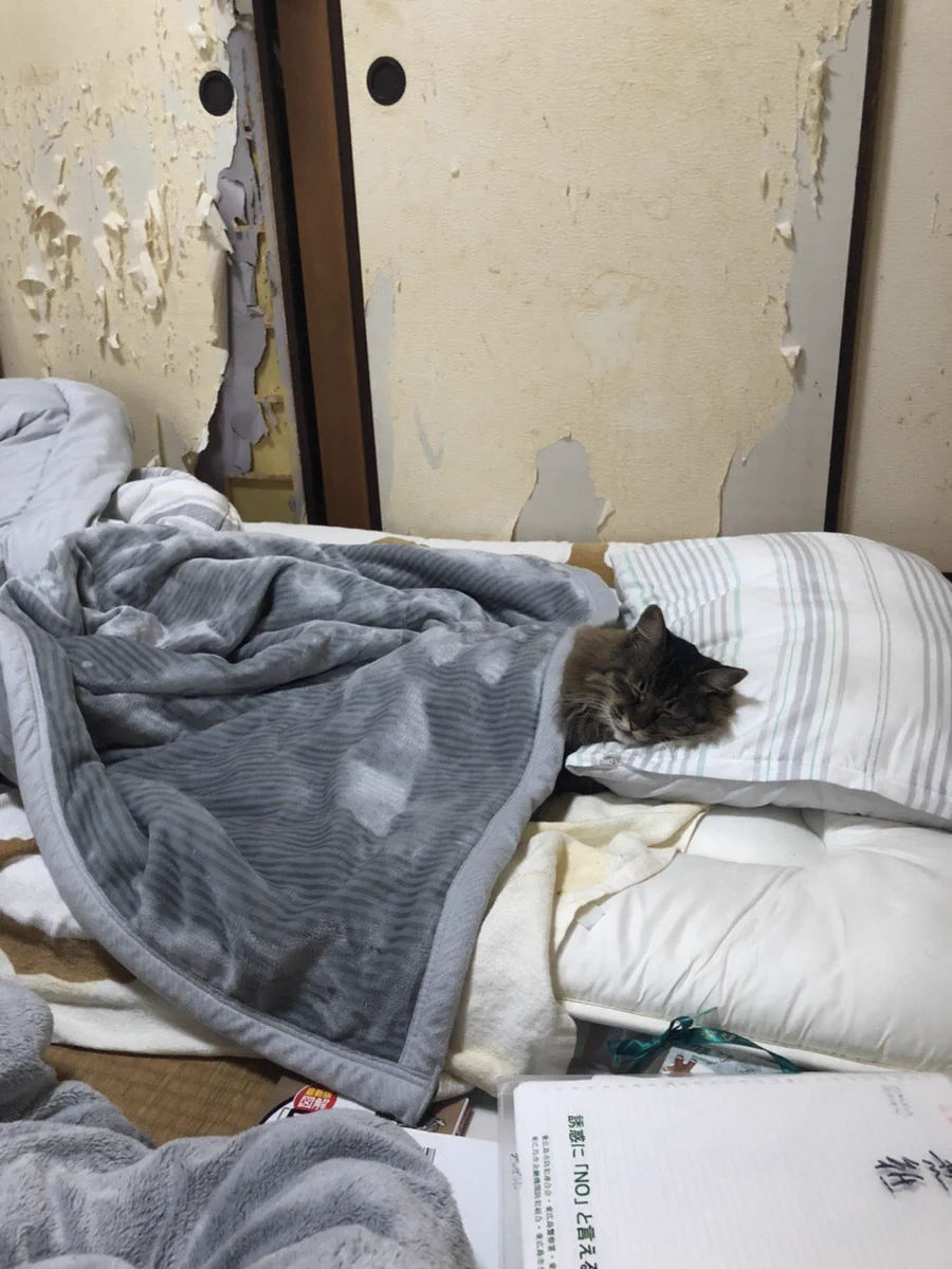 元気が良すぎる猫！障子がビリビリ・・・、でも本人はぐっすりおやすみ中