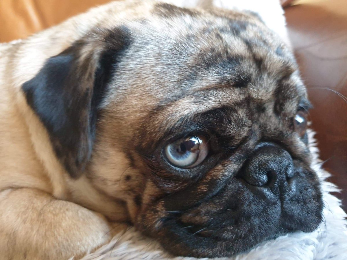 JensonPug's tweet photo. Happy Monday everyone ❤️🐶 #pugchat #jenson #dogsoftwitter #puglife https://t.co/SeGCp475XP
