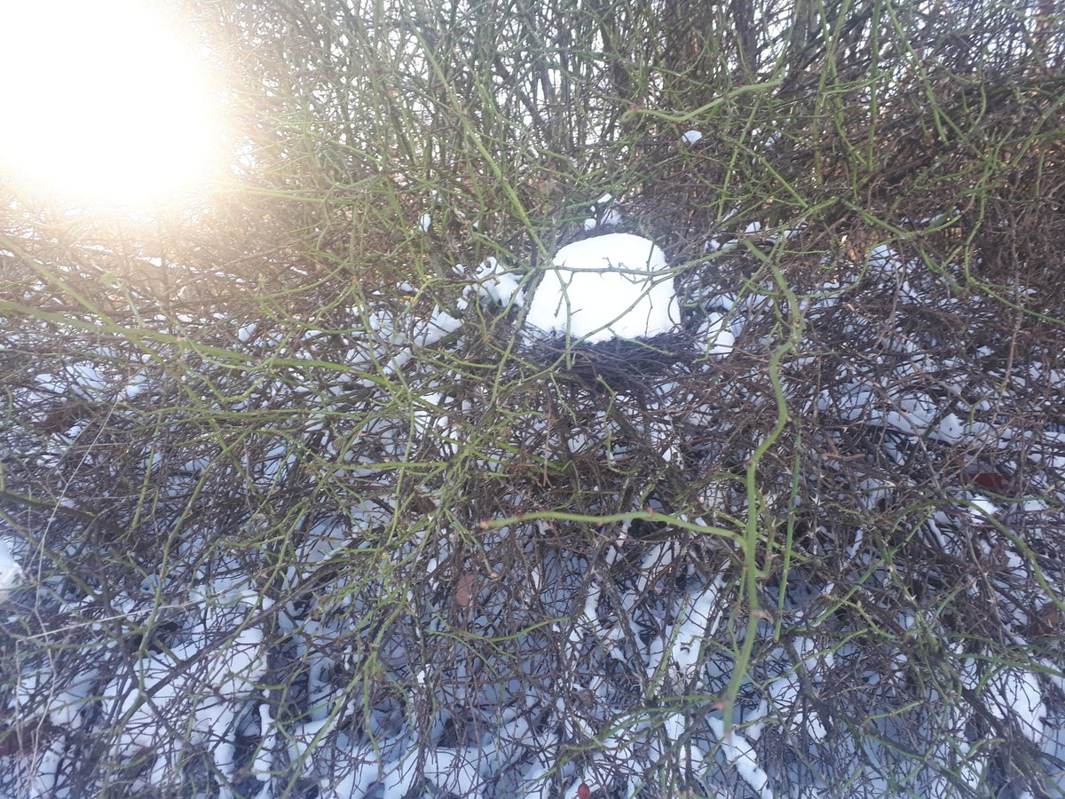 mandeepkaur1501's tweet photo. @TweetsBennett @UpdatesMcArthur Harmeher clicked these pictures while out for a walk - Icy nest / mountains covered with snow https://t.co/kku4IAvKdo