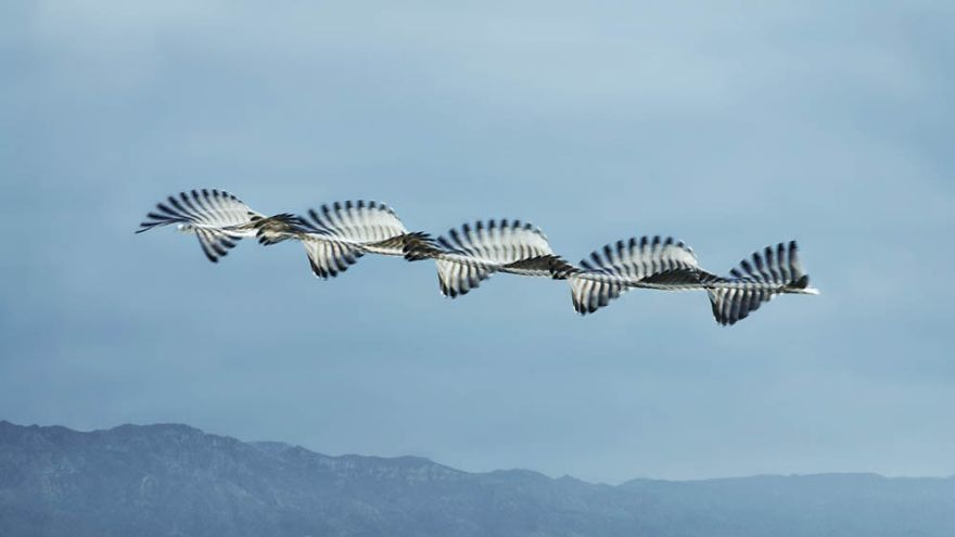 Xavi Bou's (b. 1979) composite 'chronophotographs' turns bird flight patterns into flowing strokes and forms in the sky.