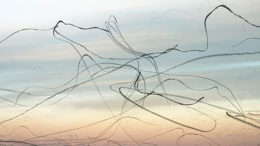 Xavi Bou's (b. 1979) composite 'chronophotographs' turns bird flight patterns into flowing strokes and forms in the sky.