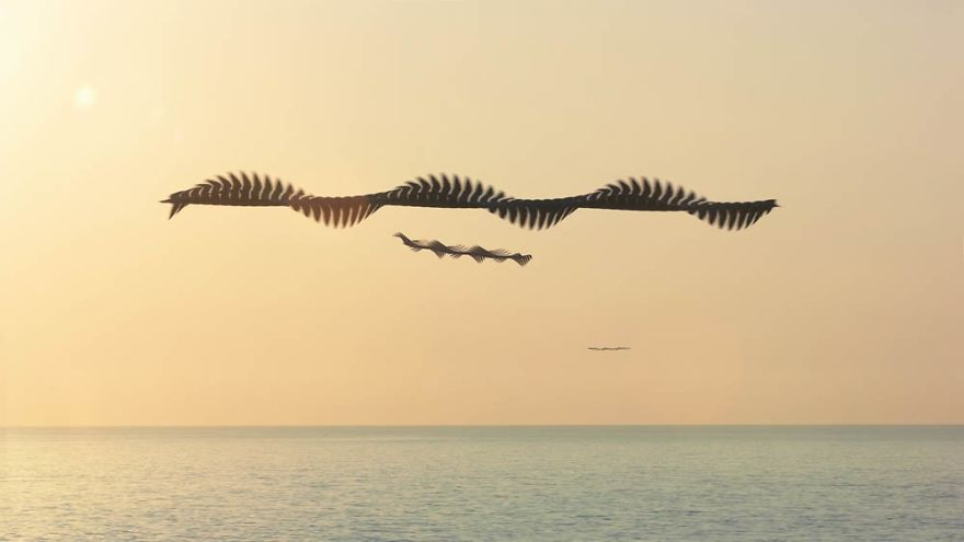 Xavi Bou's (b. 1979) composite 'chronophotographs' turns bird flight patterns into flowing strokes and forms in the sky.