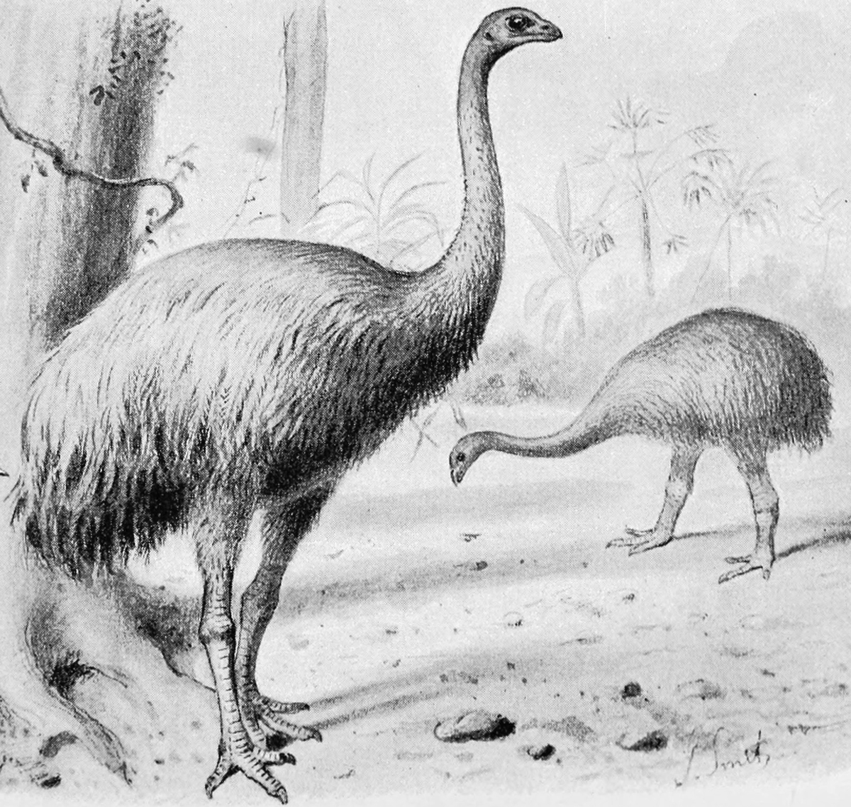 ZealandEarly's tweet photo. #ExtinctNZbirds
Heavy-Footed Moa - Extinction date: 16th century. Widespread only in South Island of NZ, mainly on east coast. Habitat was the lowland grasslands and forests. About 1.8 m tall, and weighed as much as 145 kg. It was less abundant than other Moa. Source: Wikipedia. https://t.co/KSUoUNEsfi