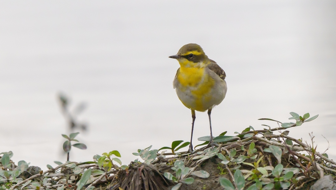 You would not believe how good wagtails can dance before actually seeing one 😎. We could only focus on this Eastern Yellow Wagtail when it was taking a break!

📸 for more, click buseyphotography.com/eastern-yellow…