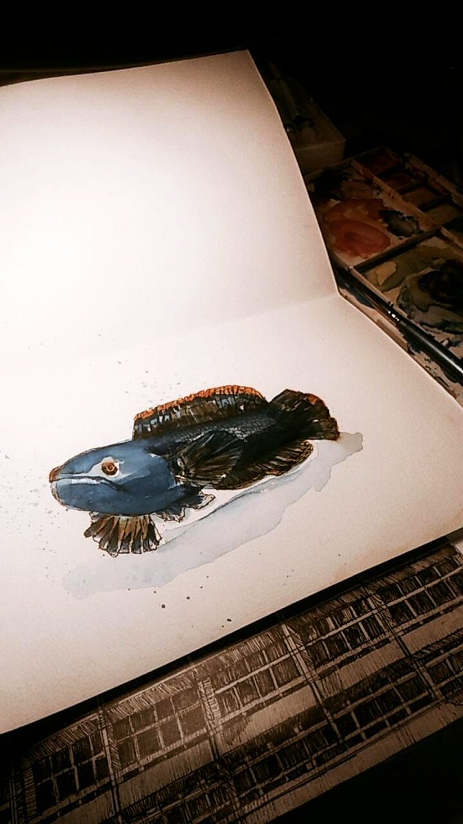 aku_marr's tweet photo. Fish sketching
23 x 15cm
Watercolor
#parosphromenus
#limbata
#sketching
Good night! https://t.co/ZcTDu8Lj9g