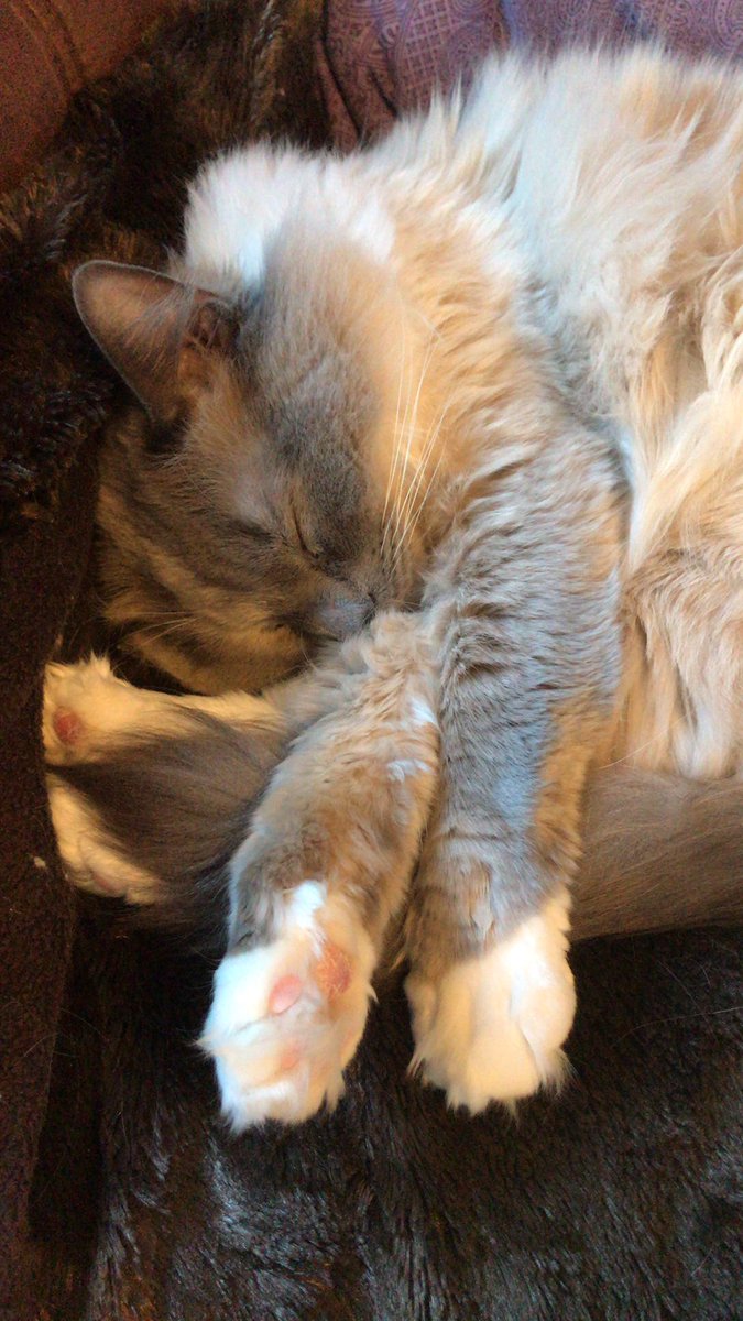 NEPS_Programmes's tweet photo. What will we do without our working from home support team in the future?! #Pets #VeryRelaxed https://t.co/LDp5F6jNEx