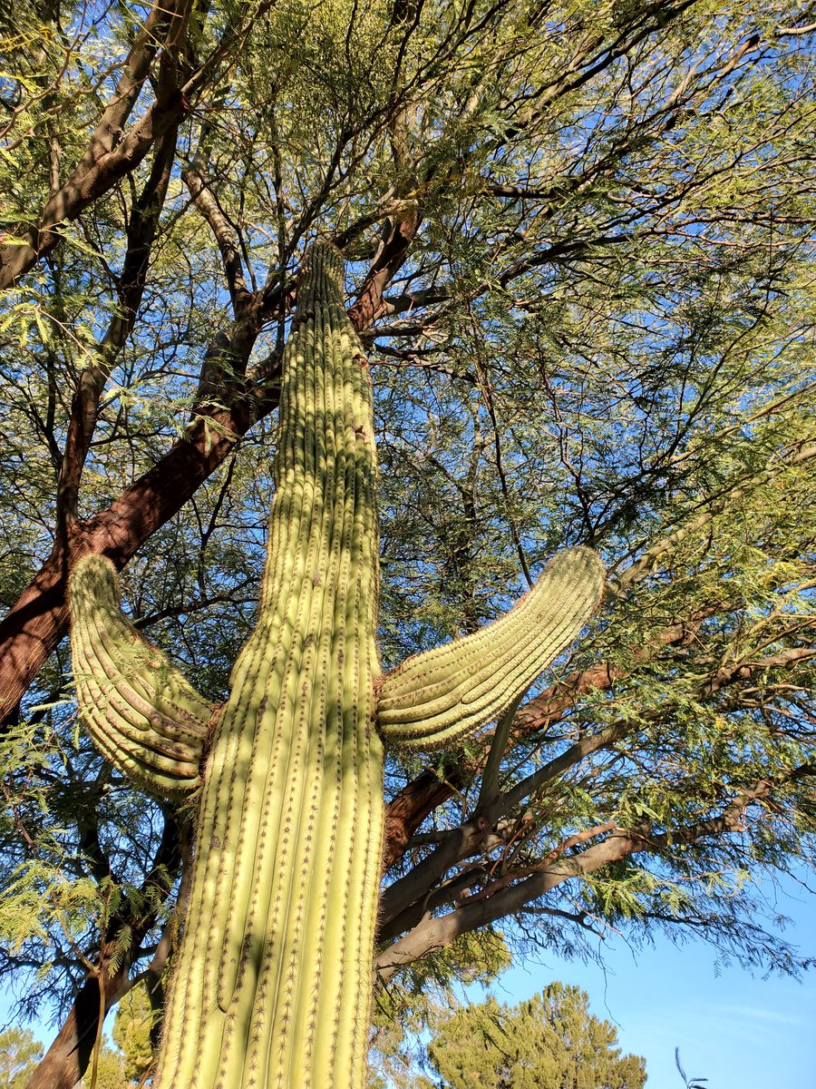 FrankieMcLister's tweet photo. "Mr. Saguaro gives Miss Mesquite a hug" -a new memoir

I'm guessing it wasn't expected that this guy would grow this tall... #justAZthings https://t.co/oKDuBtuVii