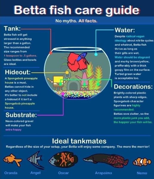 DiscusNewbie's tweet image. 