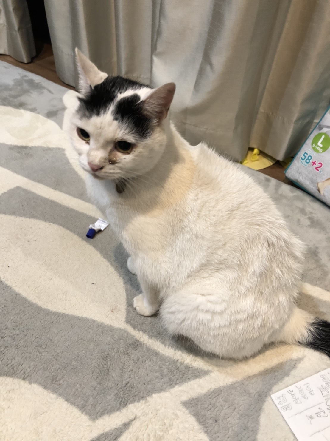 迷子猫無事帰ってきました 茨城県ひたちなか市 Zenzenms513 Twitter