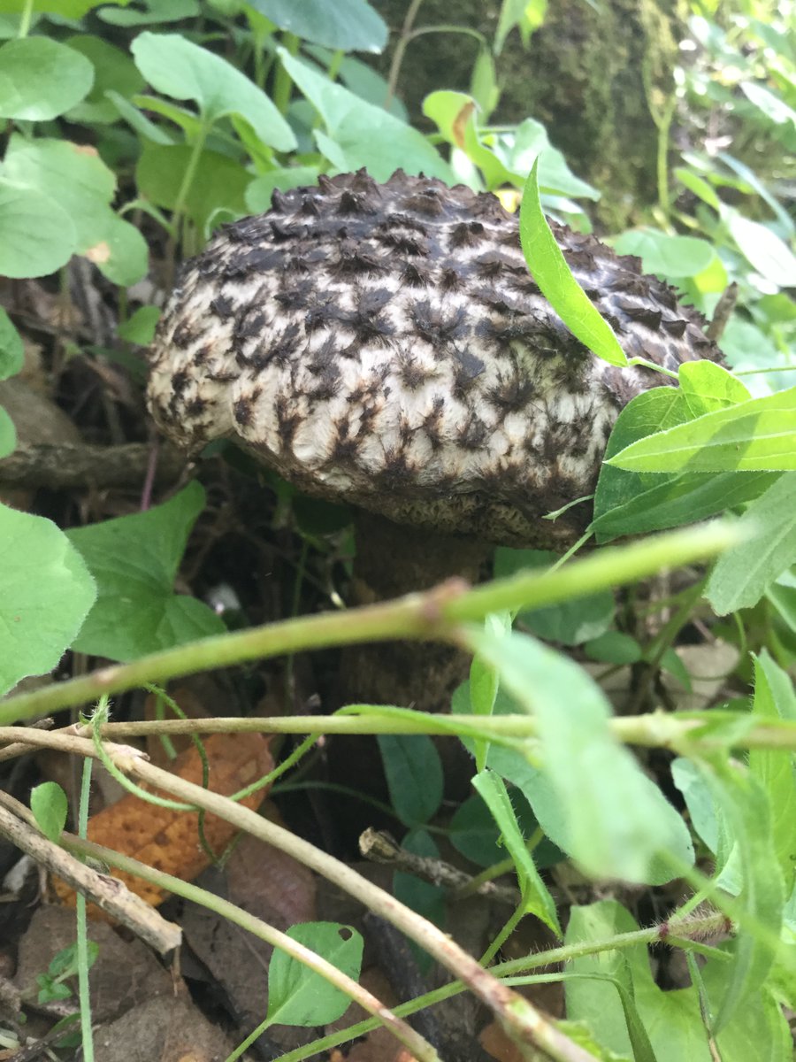 PlantLoverBoy's tweet photo. Género: #Strobilomyces 🍄
Familia: #Boletaceae
Nombre común: #viejoguardiándelbosque 🧙♂️⛰️
El género hace alusión al aspecto del sombrero escamoso parecido a la 'piña' de un #pino🌲, pues el nombre técnico para esta es #ESTRÓBILO (femenino💜).
#fungi #hongos #mushroom #nature https://t.co/Rzjr1YEx23
