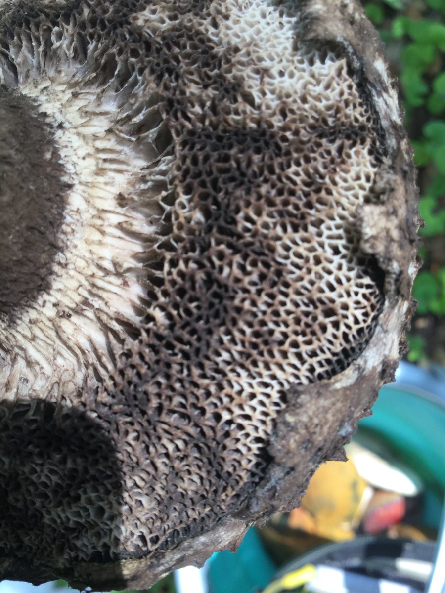 PlantLoverBoy's tweet photo. Género: #Strobilomyces 🍄
Familia: #Boletaceae
Nombre común: #viejoguardiándelbosque 🧙♂️⛰️
El género hace alusión al aspecto del sombrero escamoso parecido a la 'piña' de un #pino🌲, pues el nombre técnico para esta es #ESTRÓBILO (femenino💜).
#fungi #hongos #mushroom #nature https://t.co/Rzjr1YEx23
