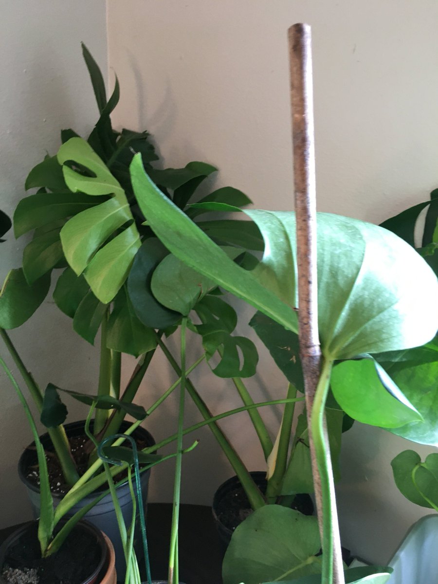 theflowernurse's tweet photo. Price dropped. #etsy shop: Monstera Deliciosa, Split Leaf Philodendron https://t.co/pzxxPx6FMR #foliage #monstera #tropical #splitleaf #garden #plant #plants #theflowernurse https://t.co/XkgEQjqFTC