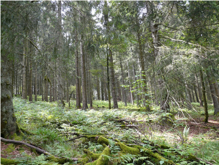 NGbiomass's tweet photo. Is bioenergy using valuable stemwood? According to the Joint Research Centre of the European Commission, 50% of bioenergy wood is derived from secondary products, such as forest-based industry by-products and recovered post-consumer wood.

https://t.co/6iX4xdLIDj https://t.co/hpwFynZua0
