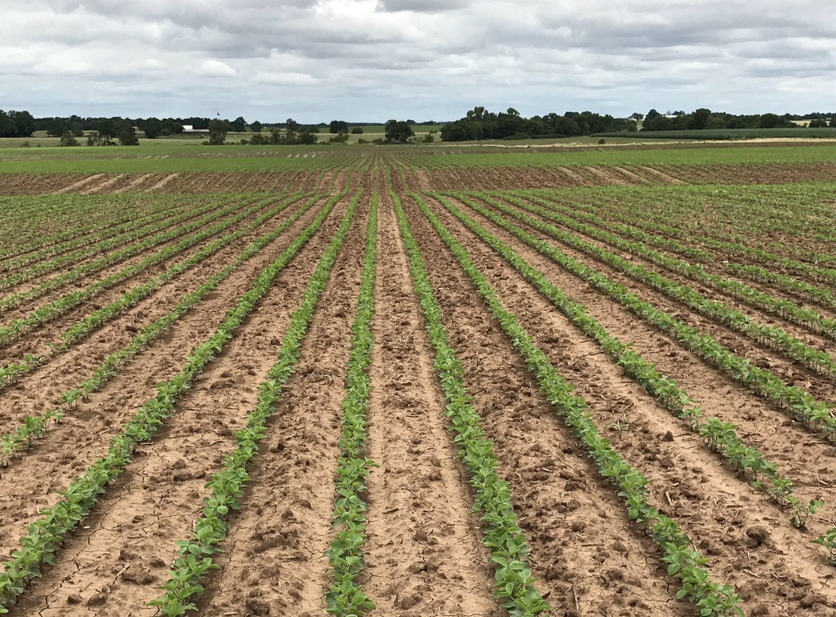 Trivence® is one of my favorite soybean residuals in our @CortevaUS portfolio.

Checkout this photo of a #CortevaClean field that had Trivence applied pre plant 😍🙌🏻

#Trivence #StartCleanStayClean #Spray21
