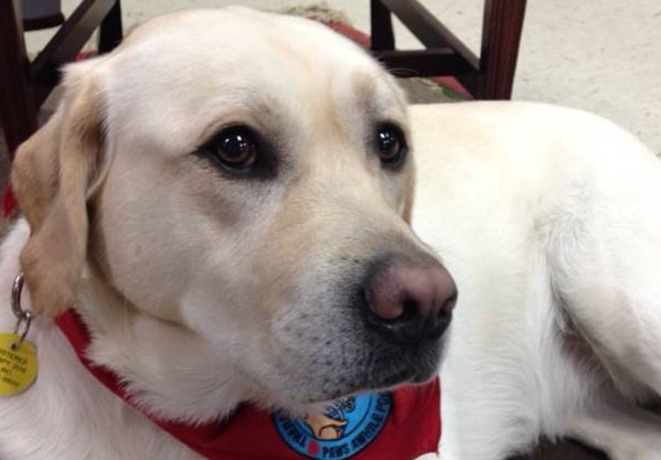 We're so excited to have our favorite therapy dog, Bailey, back for some stories! To sign your child up for a 15-minute session to read to Bailey on February 17, please call 586-329-1261 or stop by the library.

More info: https://t.co/2QNNDHvIAR https://t.co/XYfYQ6StF8