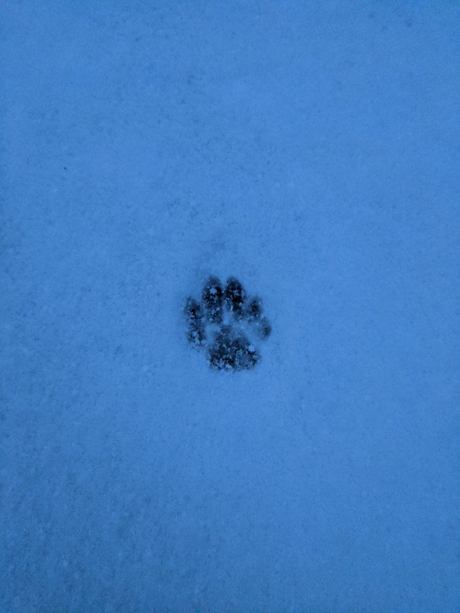 NewHallAnimals's tweet photo. Miss Clarke's favourite part of snow days is investigating all the footprints that have been left around the farm and school. It's fascinating to see what animals are about and where they have been. Can you identify which animals made these footprints? https://t.co/GYT3AQoeGy