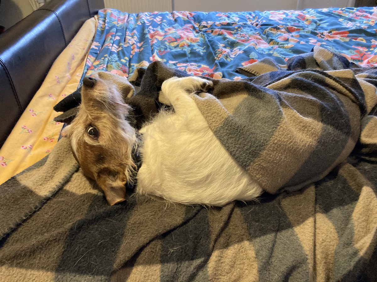 Dogs Under Blankets (DogsBlankets) Twitter