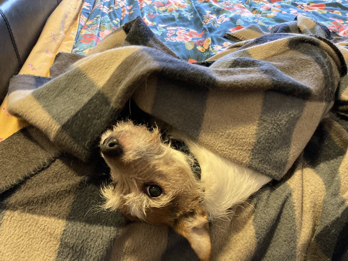 Dogs Under Blankets (DogsBlankets) Twitter