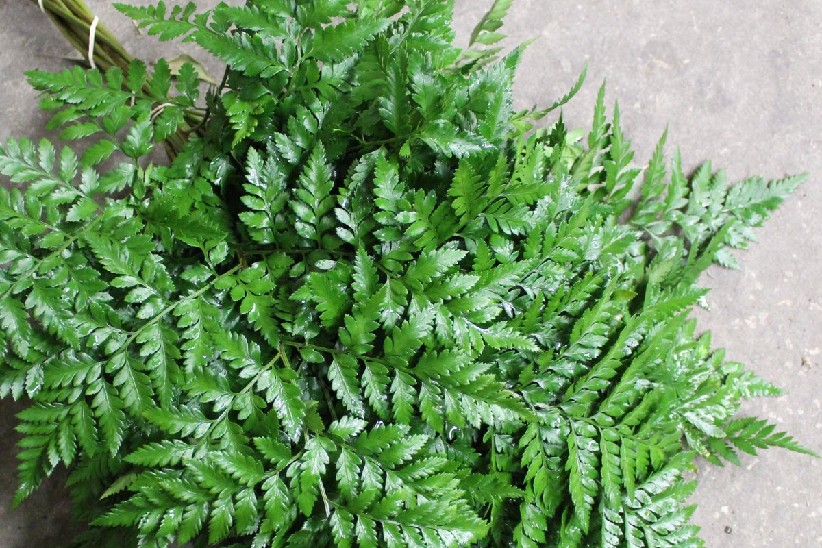 MrLeatherleaf's tweet photo. These leathery leaves sure are our favorite โ #Leatherleaf is the backbone of our farm and many of our customerโs needs.
It will be available online soon, but give us a call at 386-749-2521 to order yours today. ๐ฟ
#Bouquets #Floral #Florist #FloralDesign #Foliage #Flowers https://t.co/HlM4TNpjxC