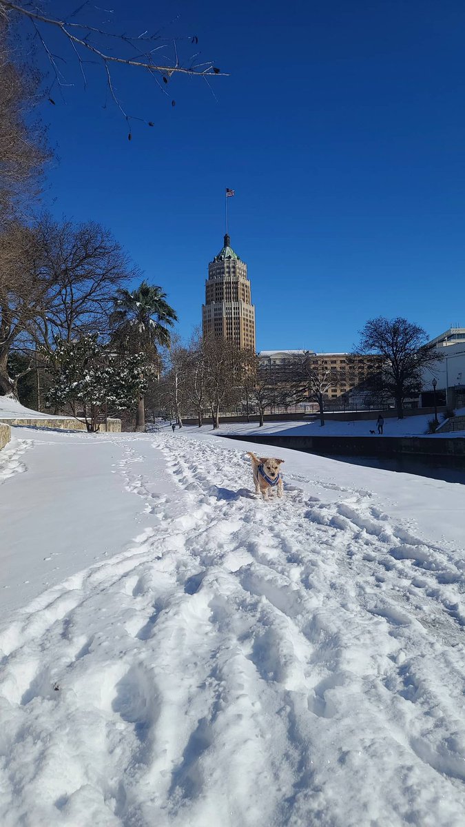 Lucky playing by the riverwalk ❄️🐶 #satx #SanAntonio  #texas this snow is wild, but pretty cool.