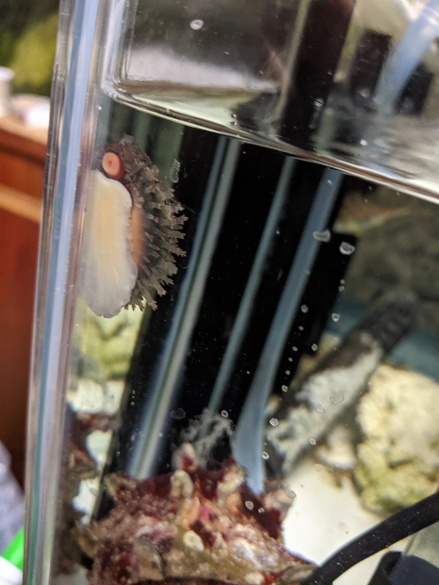ハナマルユキ