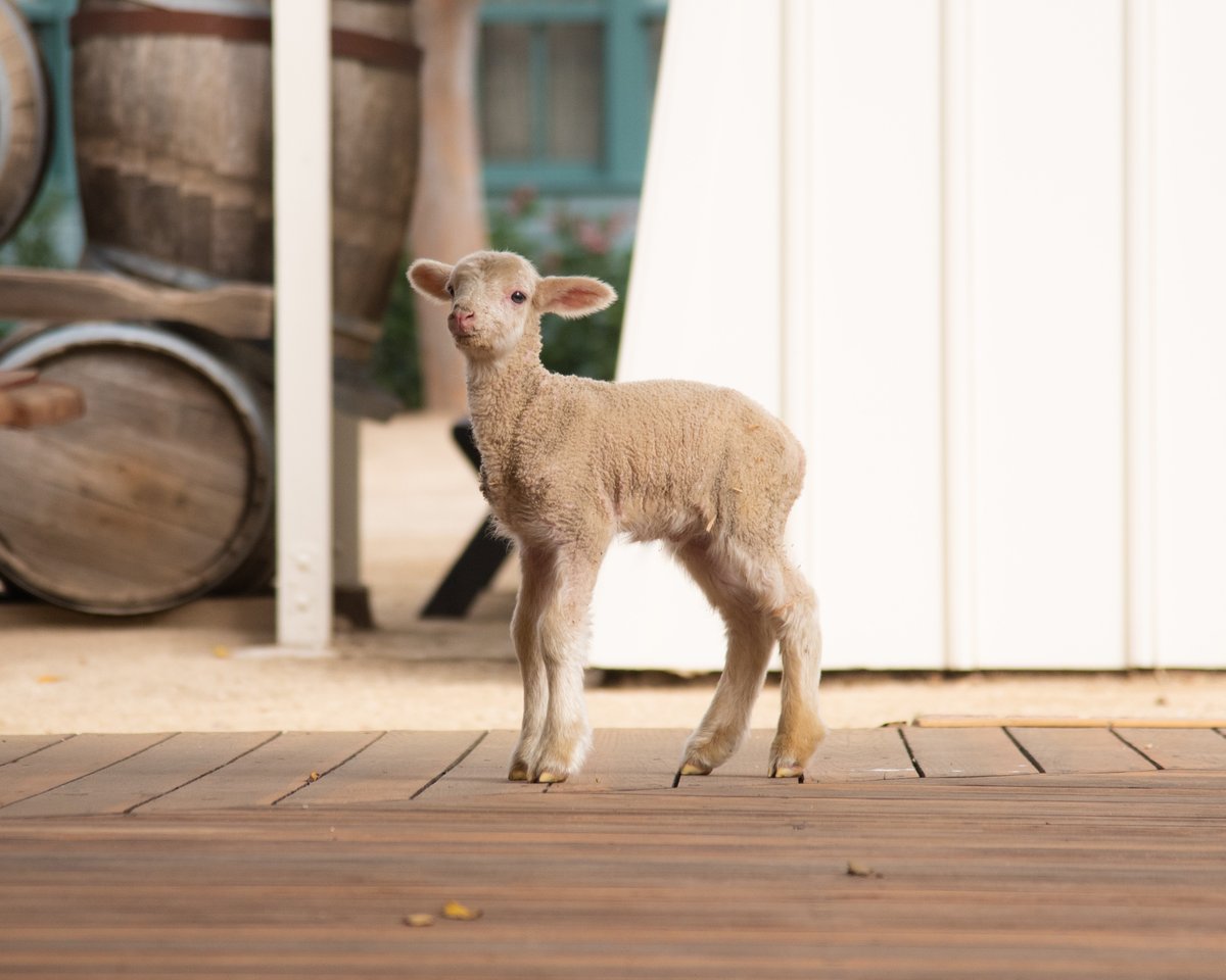 leonisadobe's tweet photo. Francis is quite a handsome boy! https://t.co/MXPYj9e3hA