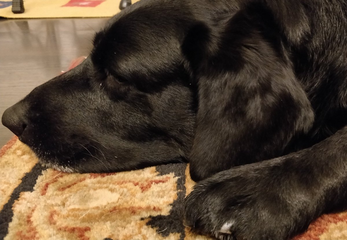 whenwherenilly's tweet image. #Maya.                   #Chicken