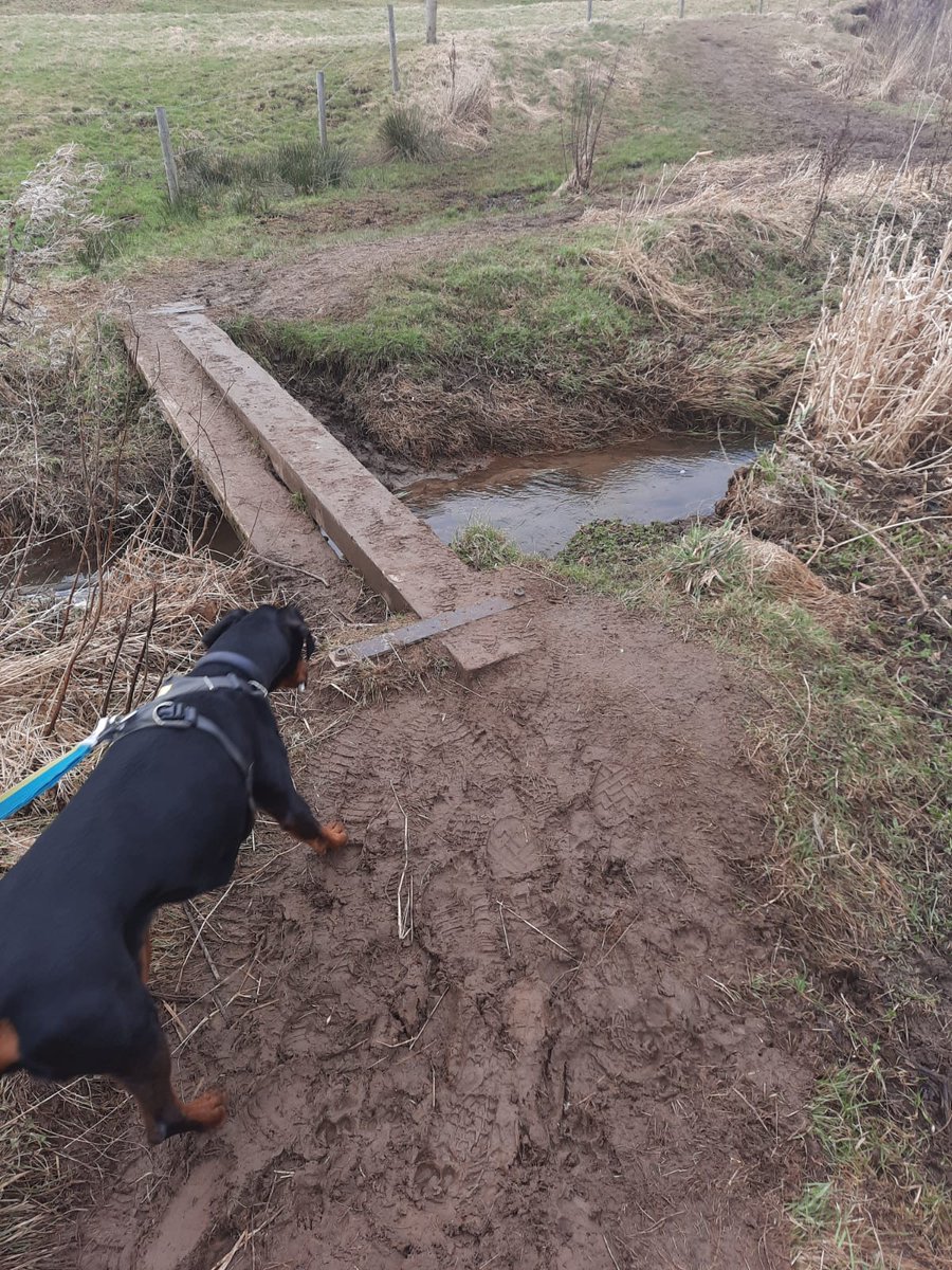NotBadForHerAge's tweet photo. More of a mud run than a trail run today 😀 Great fun! #trailrunning #cumbria #dogsoftwitter #mudrunning https://t.co/Na37fBk8fU