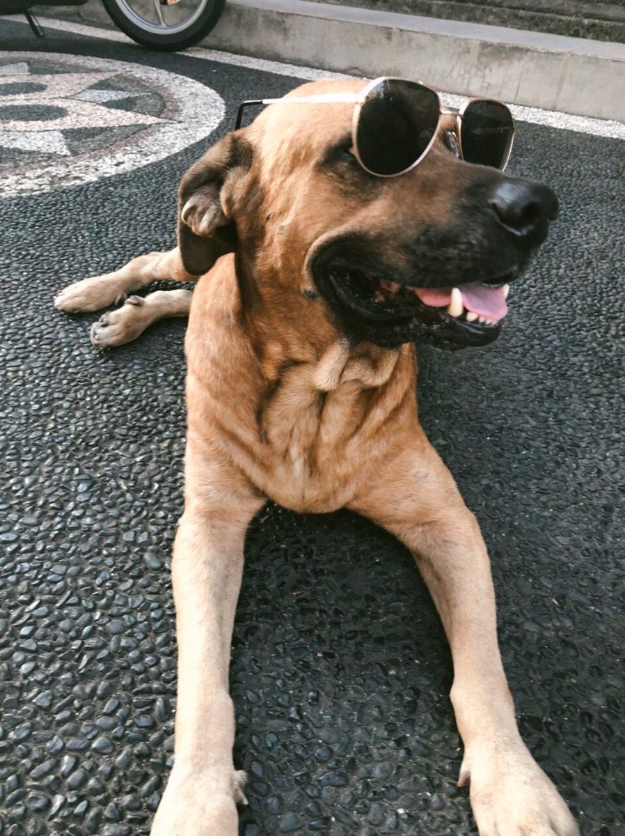 diahmalini's tweet photo. good boy will got a good place, run free in heaven nado🐶🤎 will be miss u🤎🤎🤎#nado #memories https://t.co/9DaaN7fQBg