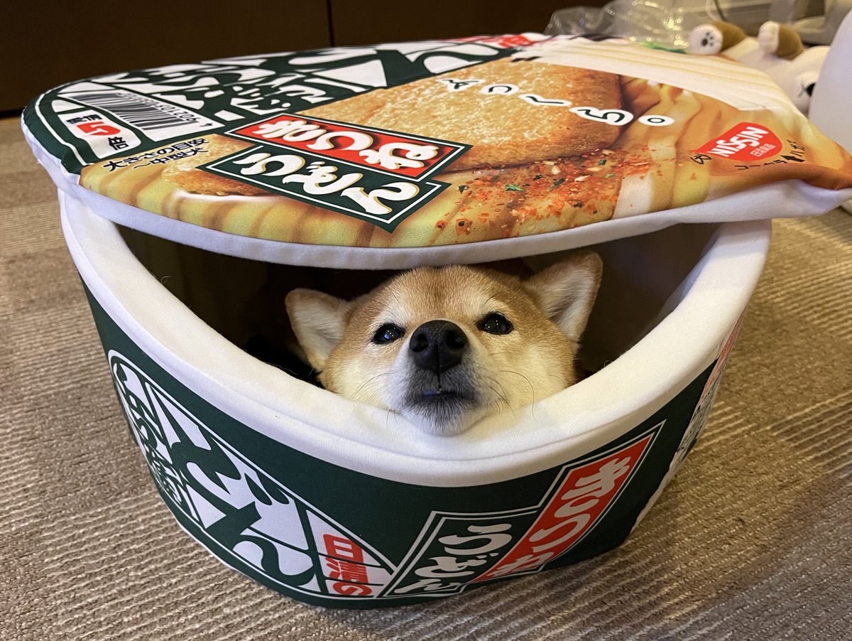 柴犬女子コウ 我が家の吉岡里帆が可愛すぎて今日も写真撮ってしまいました D 萌え死ぬ D 柴犬 どん兵衛 どんぎつね 乳び胸 柴犬女子コウ 我が家の吉岡里帆が可愛すぎて今日も写真撮ってしまいました D 萌え死ぬ D 柴犬 どん兵衛 どんぎつね 乳び胸