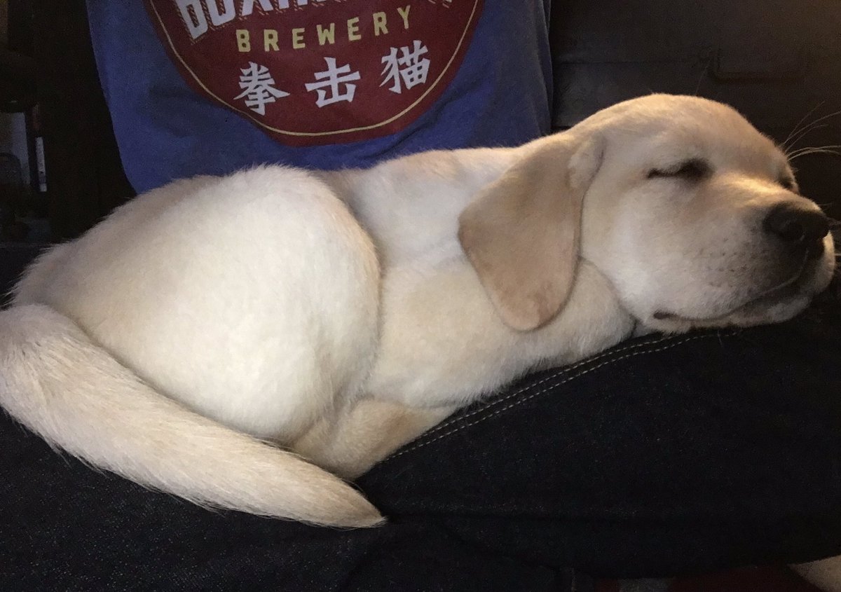 MegoWee's tweet photo. After his long and arduous morning walk, Emmett claims my lap. I’ve learned to set up my laptop on the floor, my phone nearby or I’ll be stranded on the floor for the next few hours. #awesomeproblems https://t.co/WkVrsG12mG