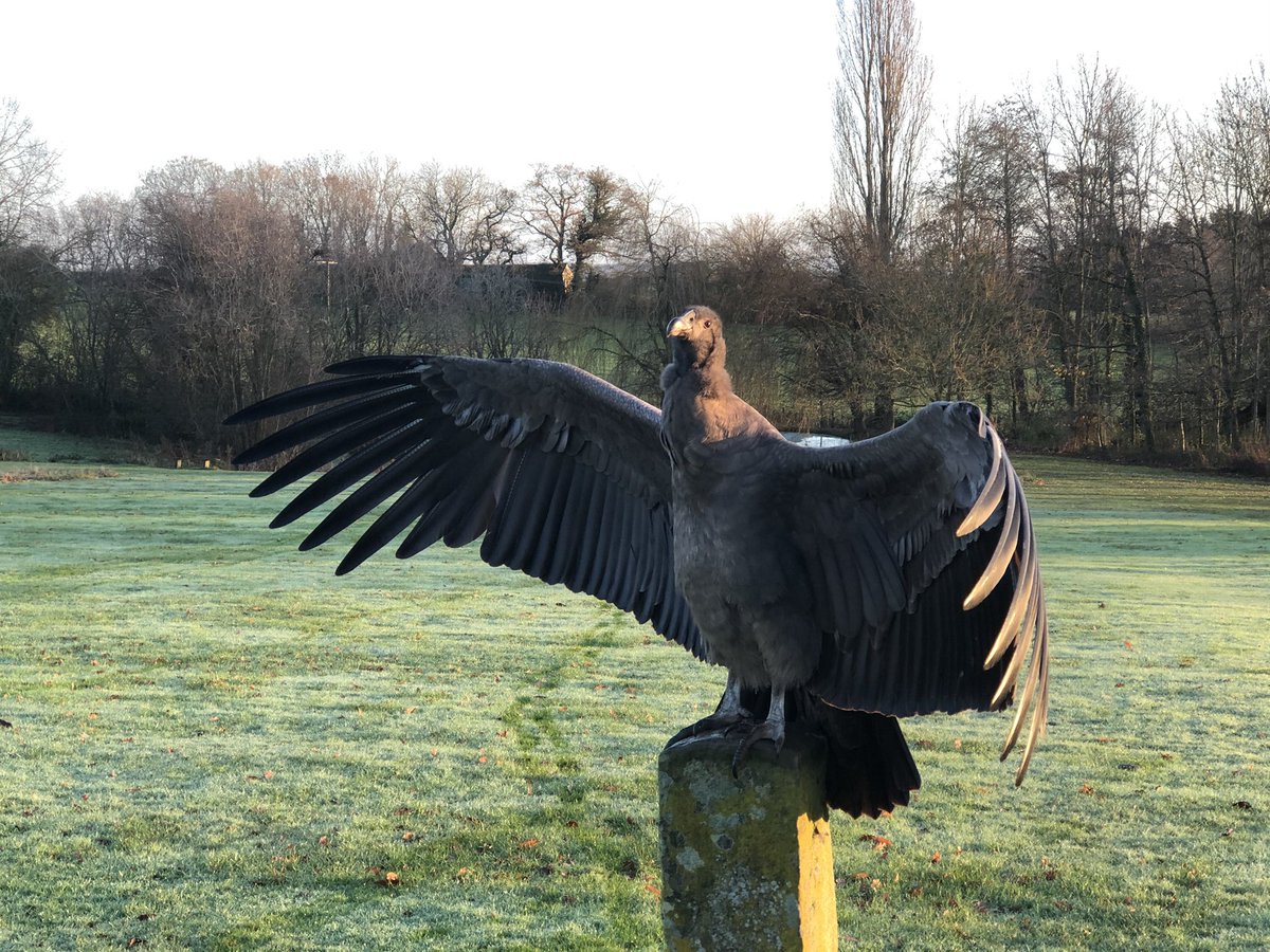condortweets's tweet photo. @nickyforvictory @CorvidCrush Not so fluffy any more but just as cute 😁 https://t.co/CdVCHM9NNC