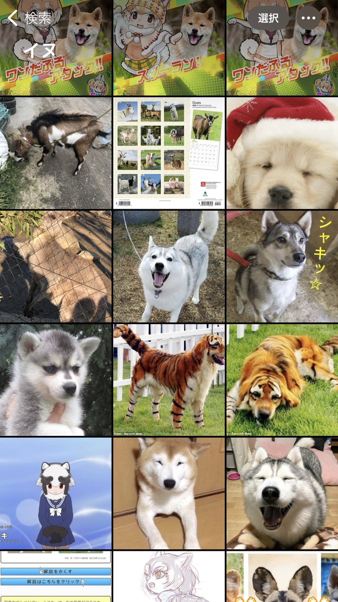 すまほの中に保存している写真、トラで検索するとトラが、イヌで検索するとイヌがちゃんと認識されて出てくるのすごいです 
